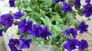 DSC00970