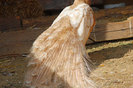 PfirsichSchleppe240412