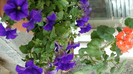 DSC00974
