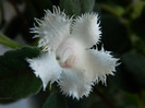 alsobia dianthiflora
