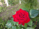 infloriri 2012