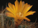 DSC01296
