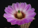 DSC00779