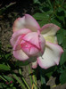 CIMG5540