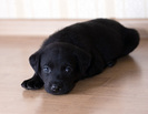 black-labrador-puppy-backgrounds-wallpapers