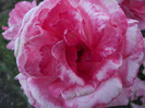 DSCF7506