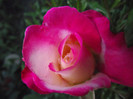 DSCF7502