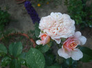 Parfum dOrleans