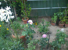 flori 2012 715