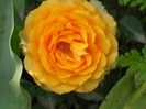 minirosa