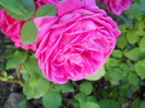 DSCN3831