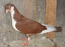 10r(2012)vandut