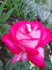 DSCN3849