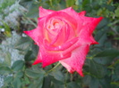 DSCN3845