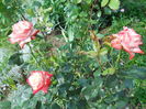 DSCN3894