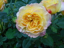 gartenspas