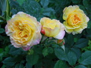 DSCN3911