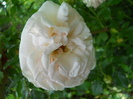 DSCN3943