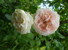 DSCN3920