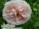 DSCN3921