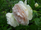 DSCN3922