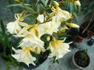 Luteum plenum
