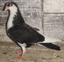 9pn(2012)