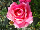 DSCN3887