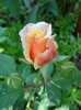 DSCN3934