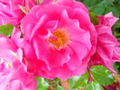 DSCN3961