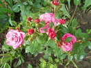minirosa