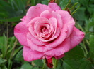 DSCN3945