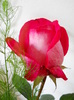 DSCN3820