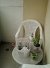 gradina "calatoare" din balcon...