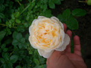 CIMG5596