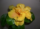 Hibiscus Koenig