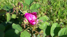 Rose de Resht