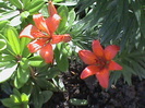 DSC01497