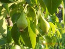DSCN1337