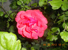 DSCN1344