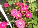 DSCN1345