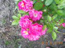 DSCN1360