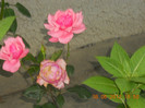 DSCN1363