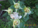 DSCN1341
