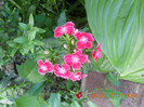 DSCN1352
