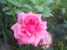 DSCN1350