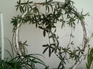 passiflora coerulea