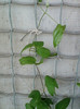 10 iunie 2012-flori 027