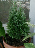 10 iunie 2012-flori 028