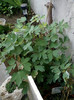 10 iunie 2012-flori 034